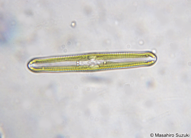 ハネケイソウ Pinnularia