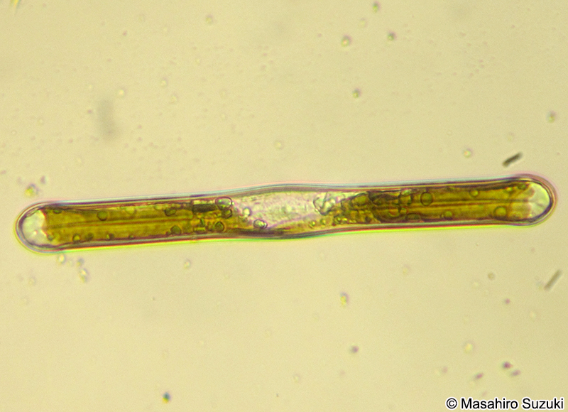 ハネケイソウ Pinnularia