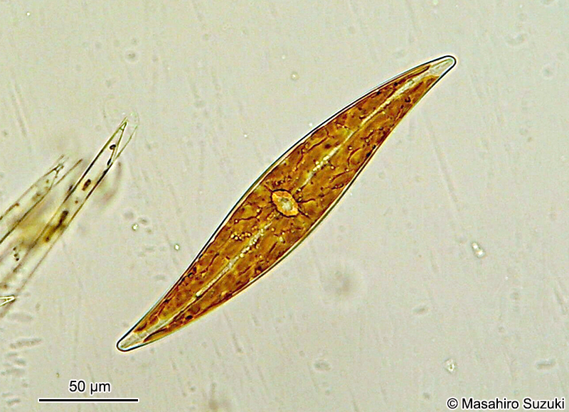 メガネケイソウ Pleurosigma