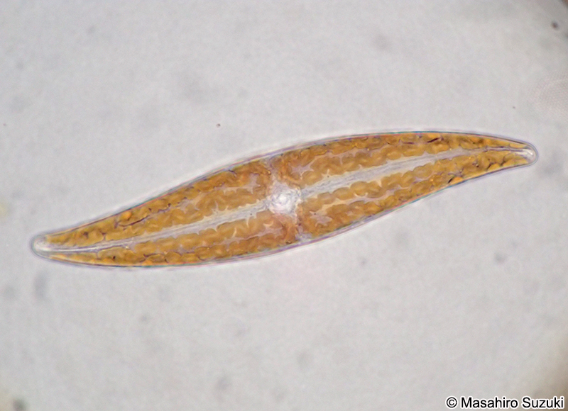 メガネケイソウ Pleurosigma