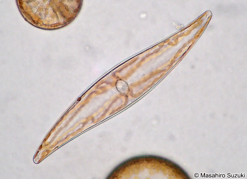 メガネケイソウ Pleurosigma