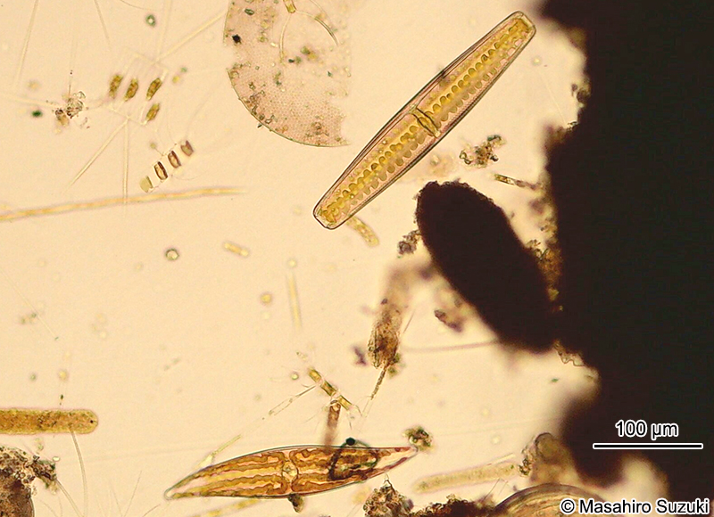 メガネケイソウ Pleurosigma