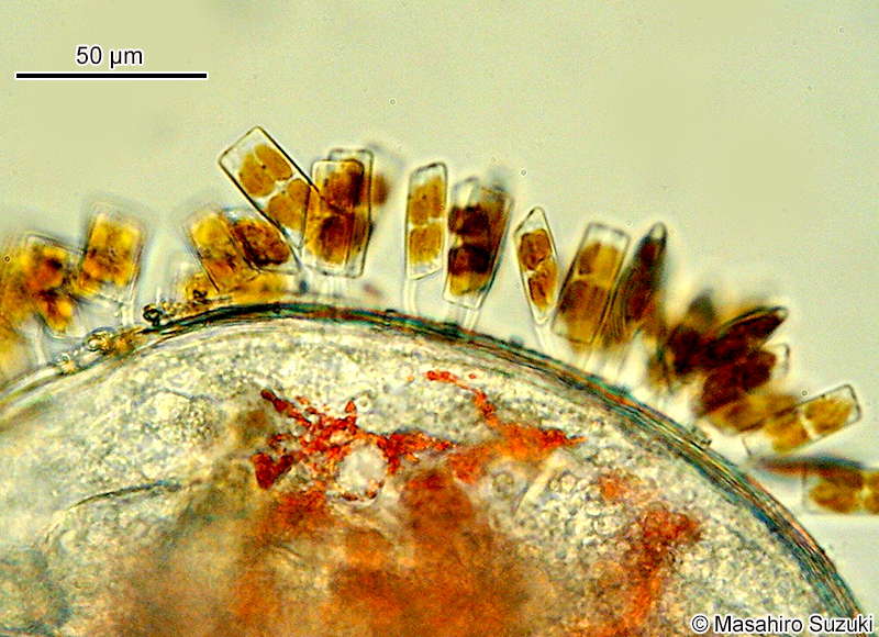 プロトラフィス科 Protoraphidaceae
