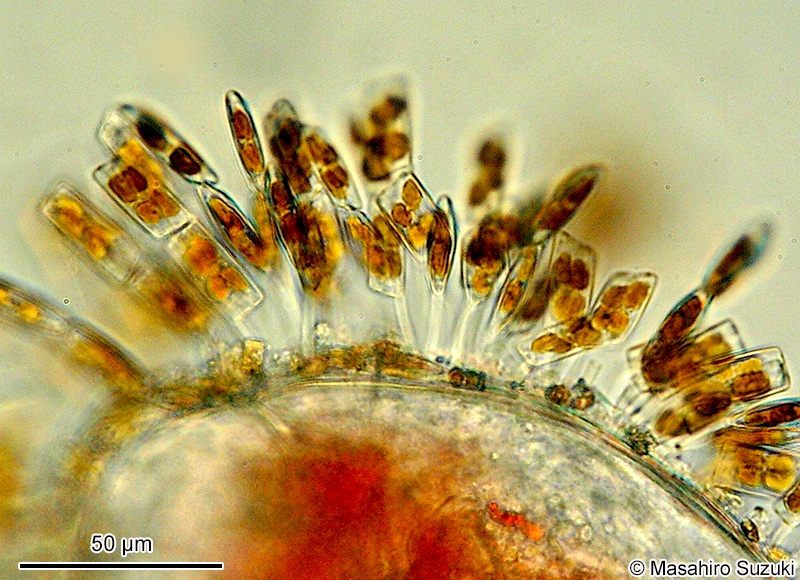 プロトラフィス科 Protoraphidaceae