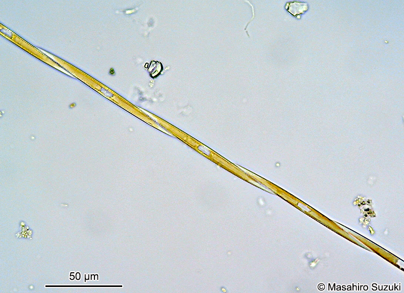 ニセササノハケイソウ Pseudo-nitzschia