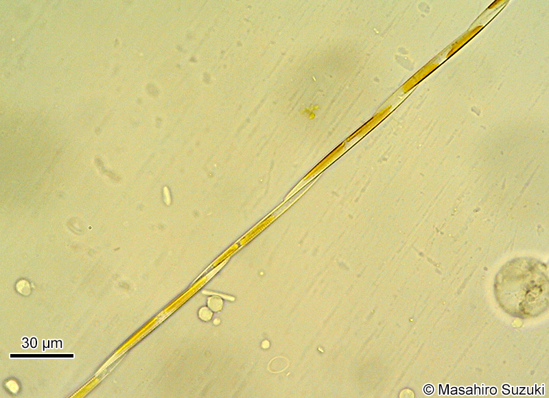 ニセササノハケイソウ Pseudo-nitzschia