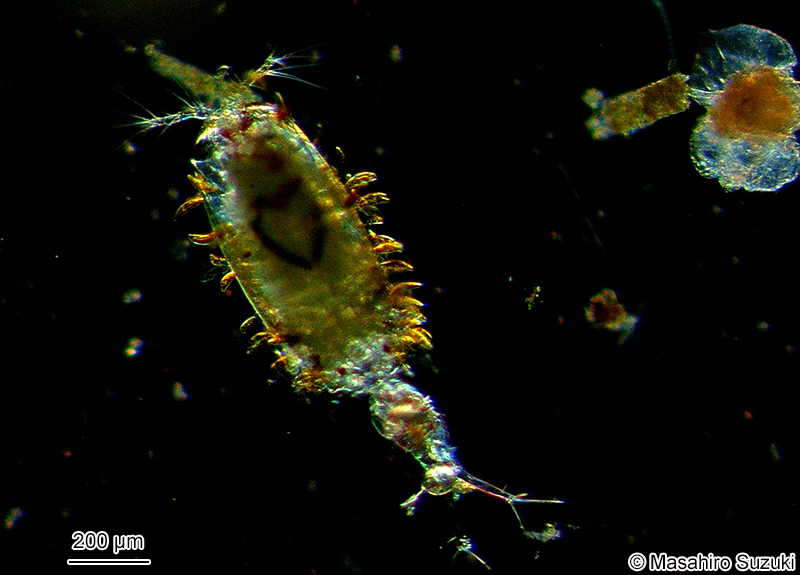 Pseudohimantidium pacificum