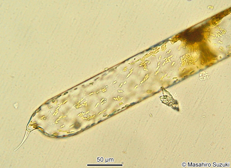 Pseudosolenia calcar-avis