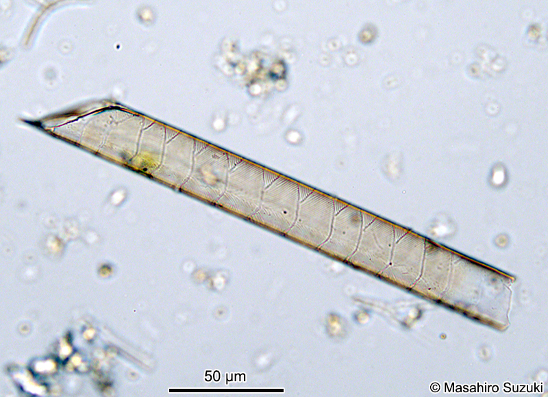 ウロコツツガタケイソウ Rhizosolenia imbricata