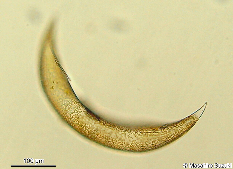Rhizosolenia sp.
