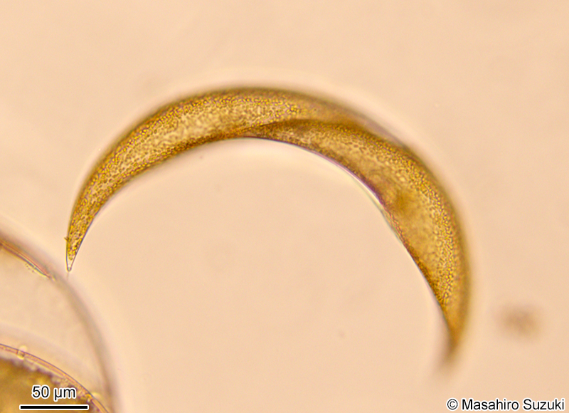 ツツガタケイソウ Rhizosolenia