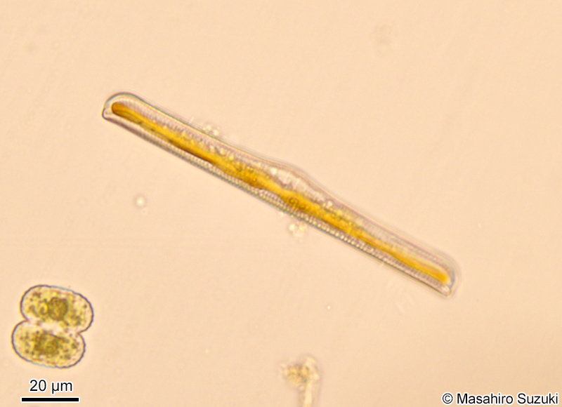 クシガタケイソウ属の1種 Rhopalodia ap.