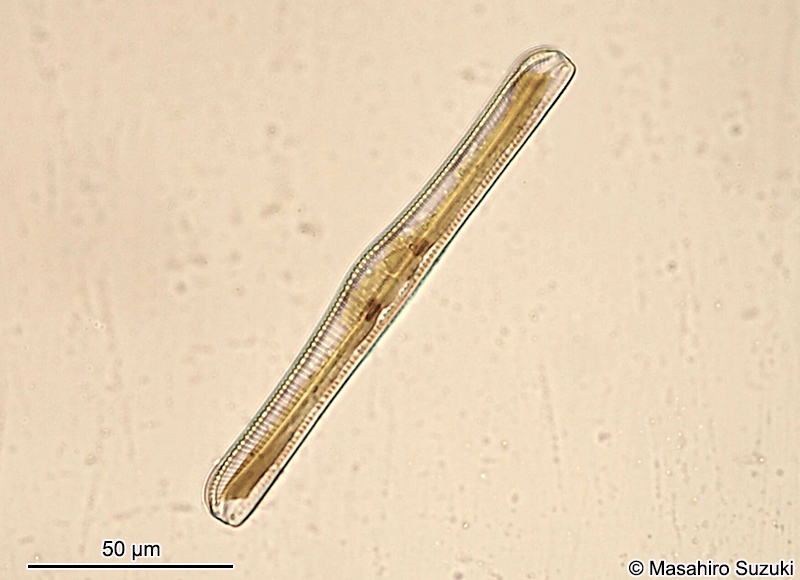 クシガタケイソウ属の1種 Rhopalodia ap.