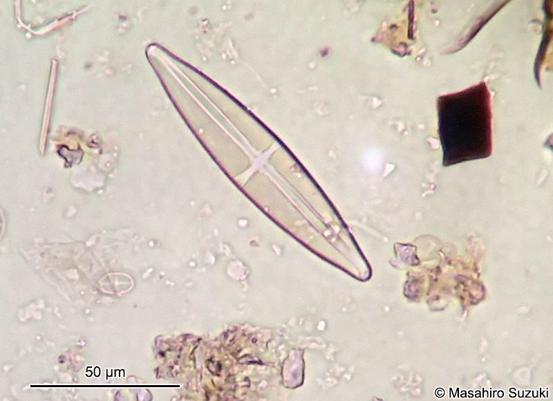 ジュウジケイソウ Stauroneis