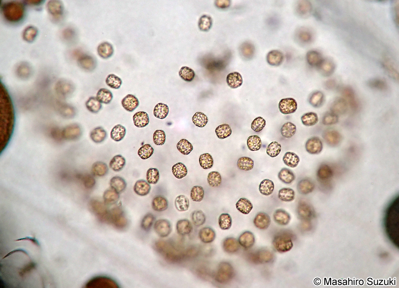 ダンゴゼニケイソウ Thalassiosira diporocyclus