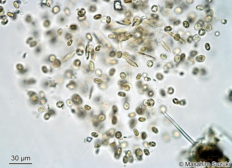 ダンゴゼニケイソウ Thalassiosira diporocyclus