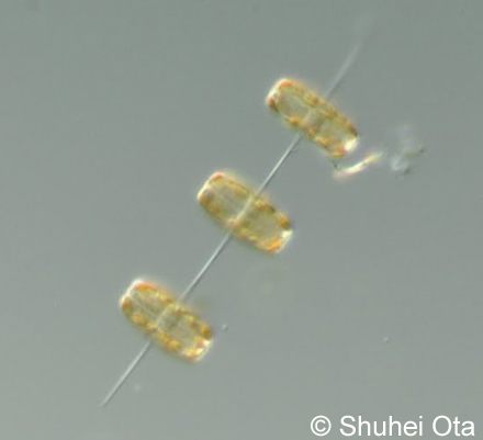 ニセコアミケイソウ Thalassiosira