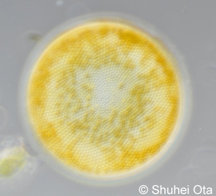 ニセコアミケイソウ Thalassiosira