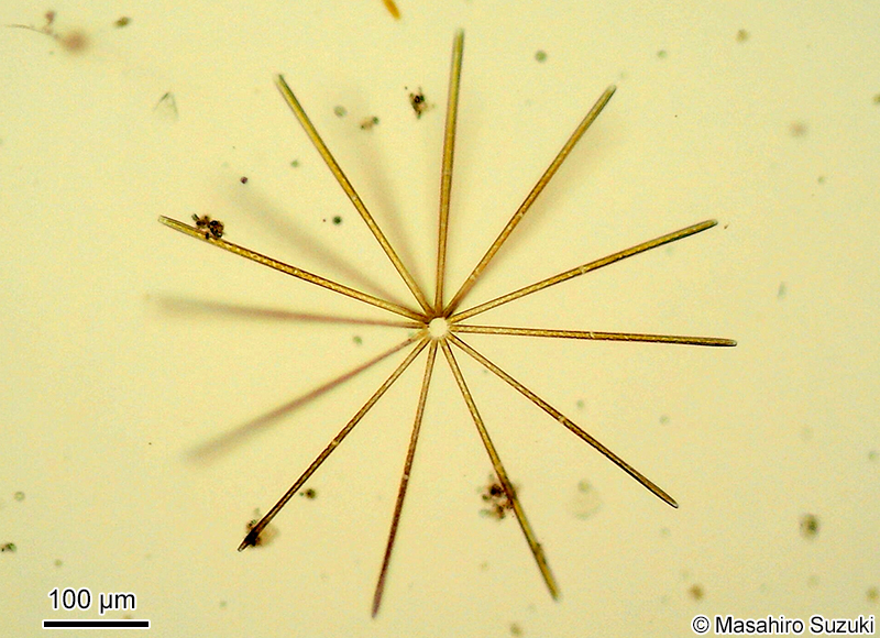 ニチリンケイソウ Thalassiothrix frauenfeldii