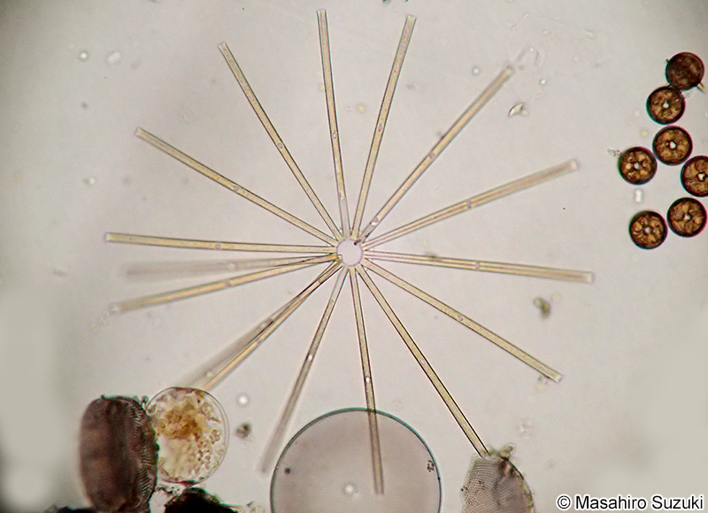 ニチリンケイソウ Thalassiothrix frauenfeldii