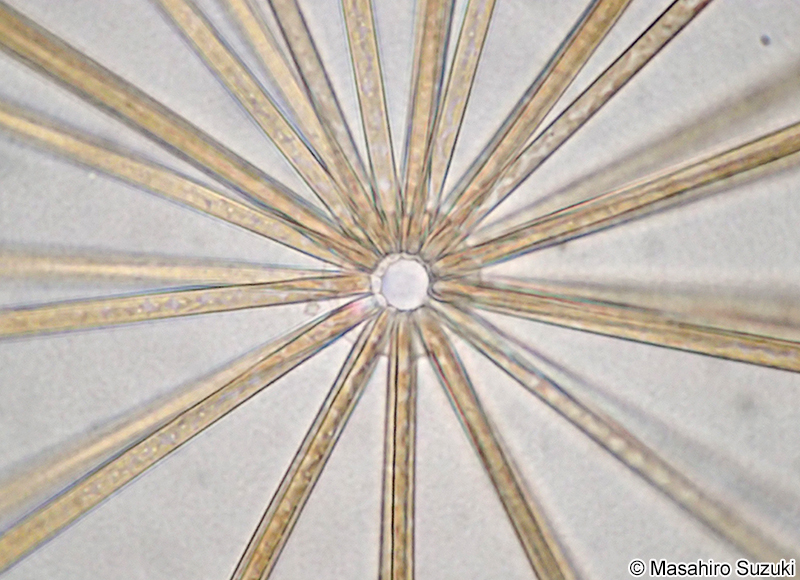 ニチリンケイソウ Thalassiothrix frauenfeldii