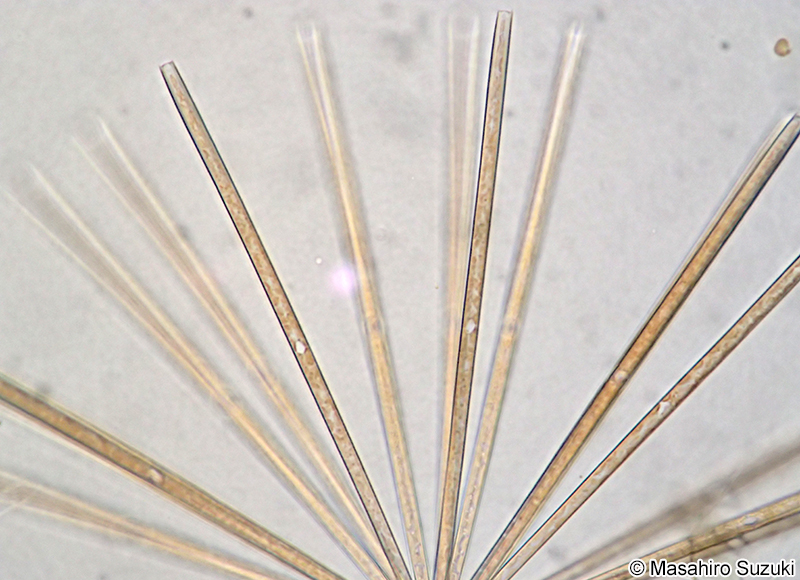 ニチリンケイソウ Thalassiothrix frauenfeldii