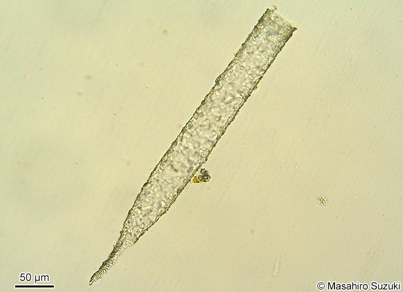 ホソスナカラムシ Tintinnopsis radix