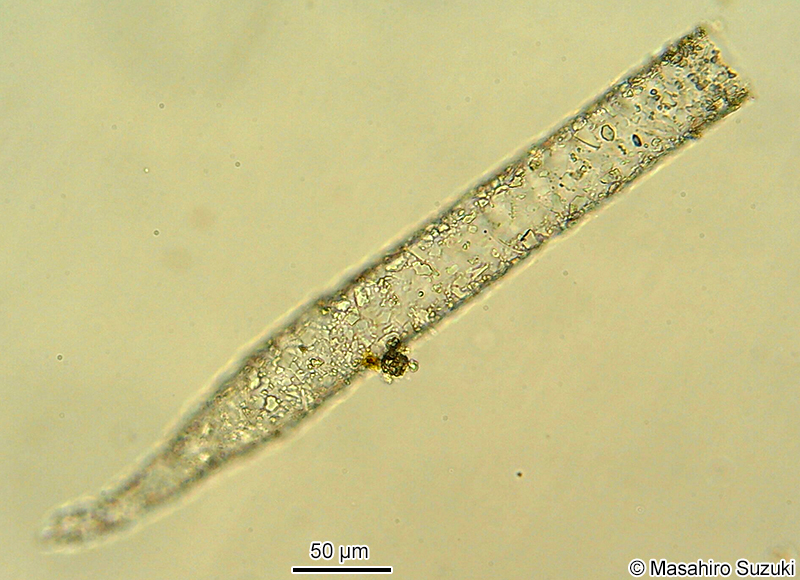 ホソスナカラムシ Tintinnopsis radix
