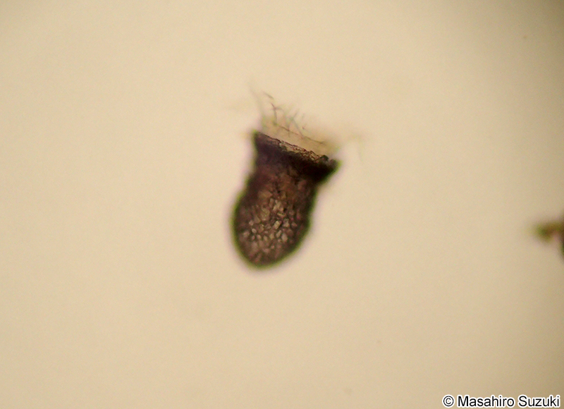 スナカラムシ Tintinnopsis