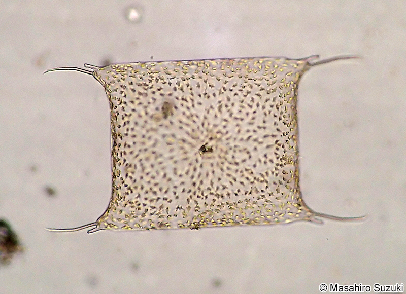 カクダコケイソウ Trieres chinenesis
