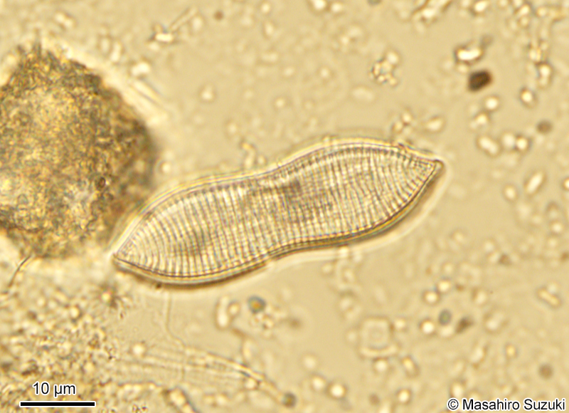 Tryblionella sp.