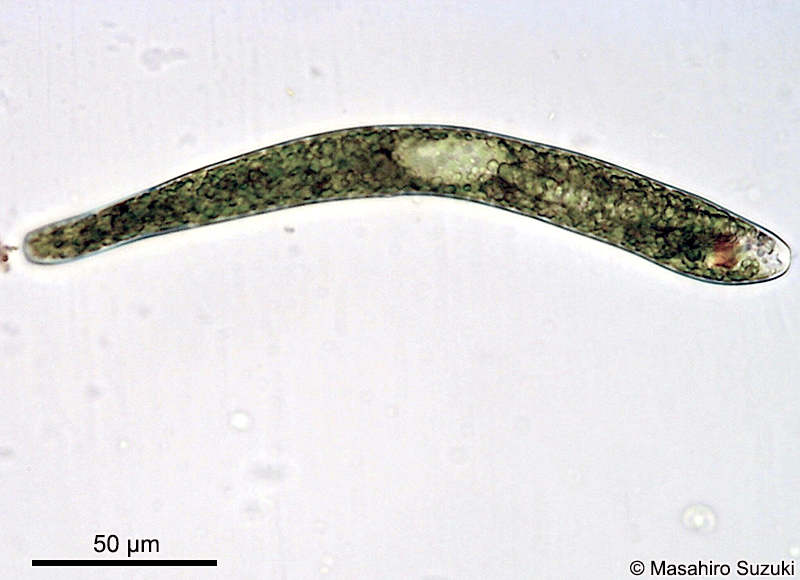 Euglena ehrenbergii