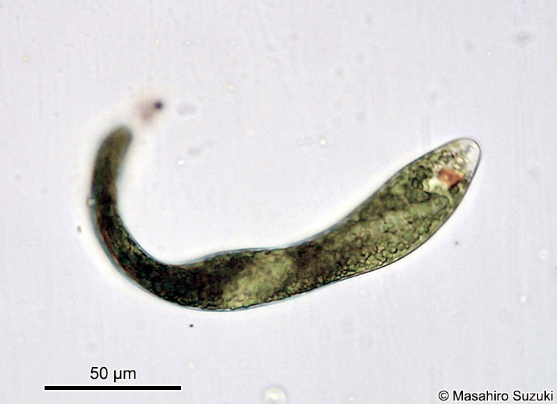 Euglena ehrenbergii