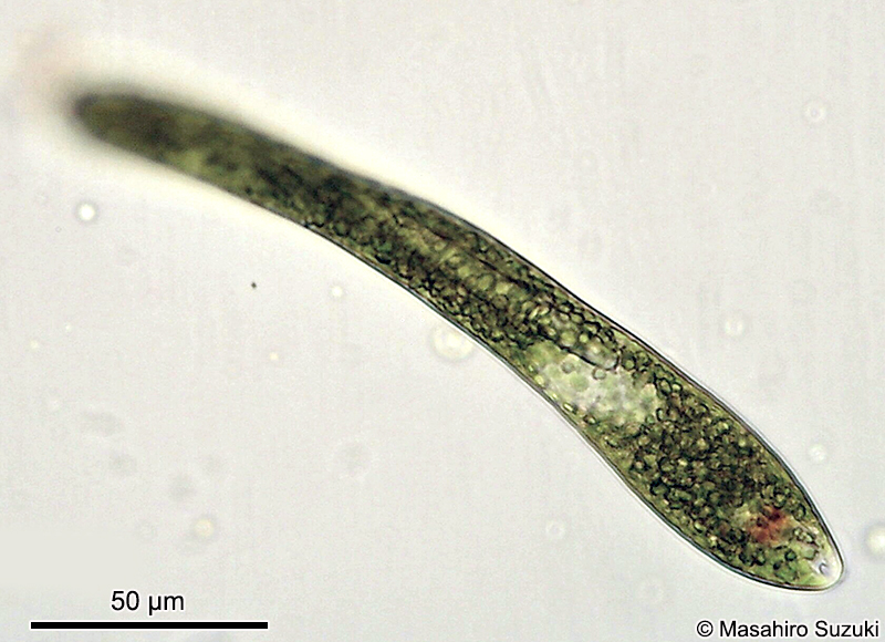 Euglena ehrenbergii