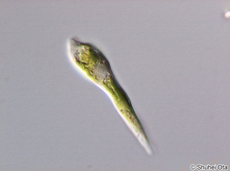 Euglena mutabilis