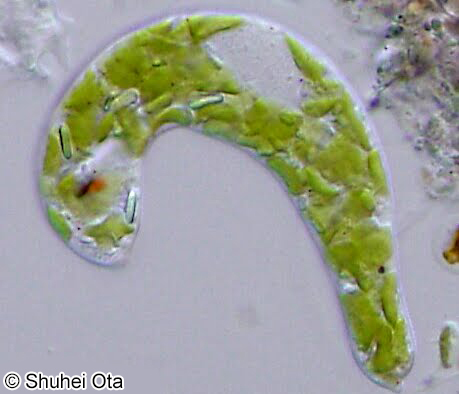 Euglena