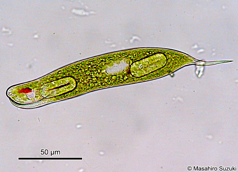 Lepocinclis oxyuris