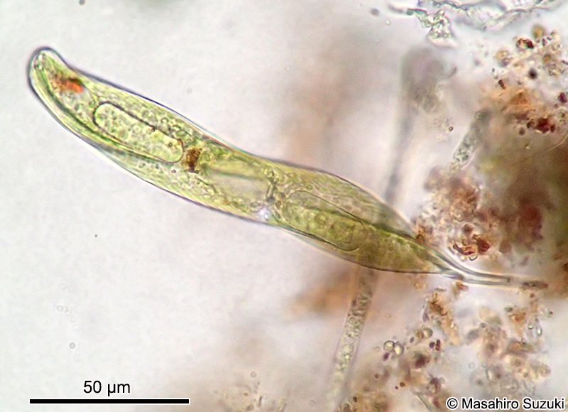 Lepocinclis tripteris