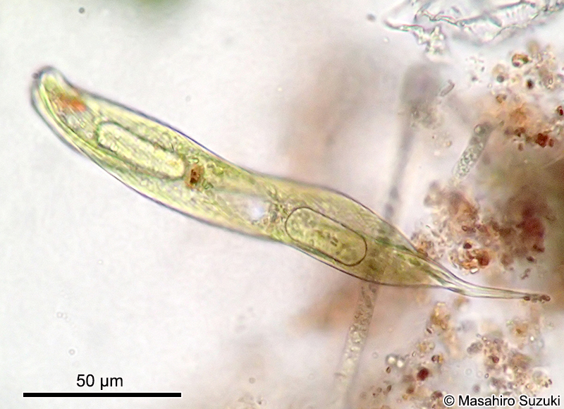 Lepocinclis tripteris