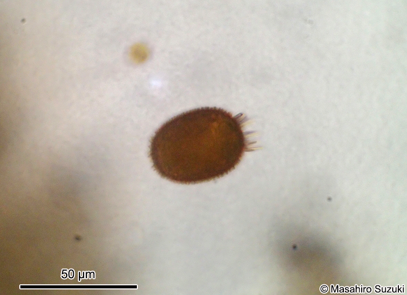 Trachelomonas armata