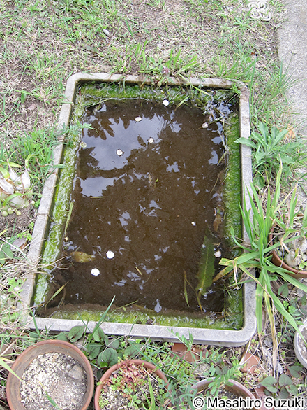 Trachelomonas robusta