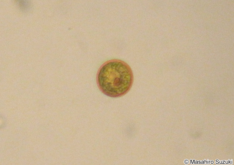 Trachelomonas robusta