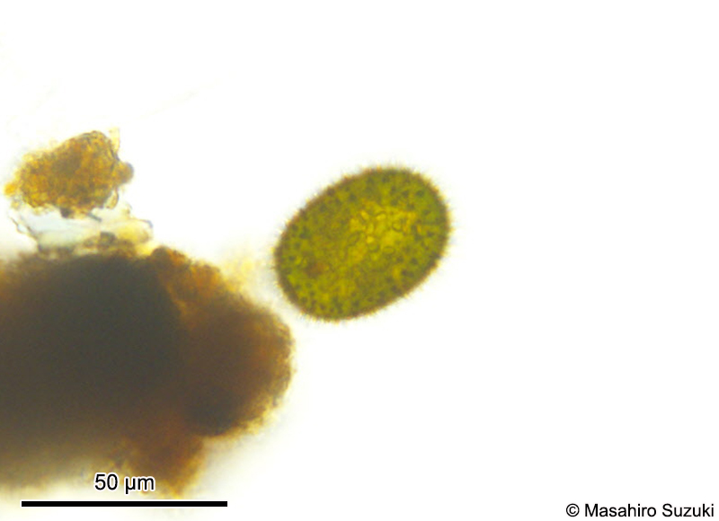 Trachelomonas superba