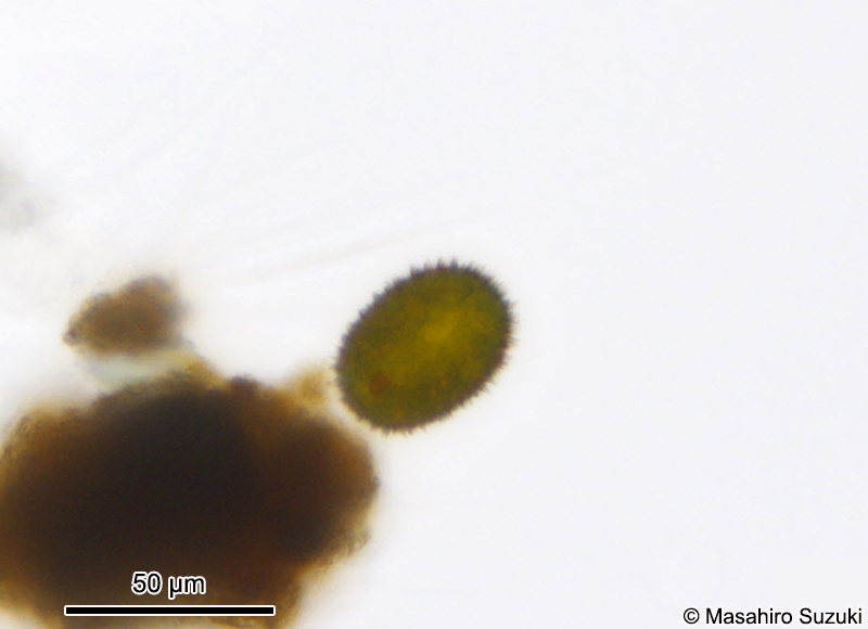 Trachelomonas superba