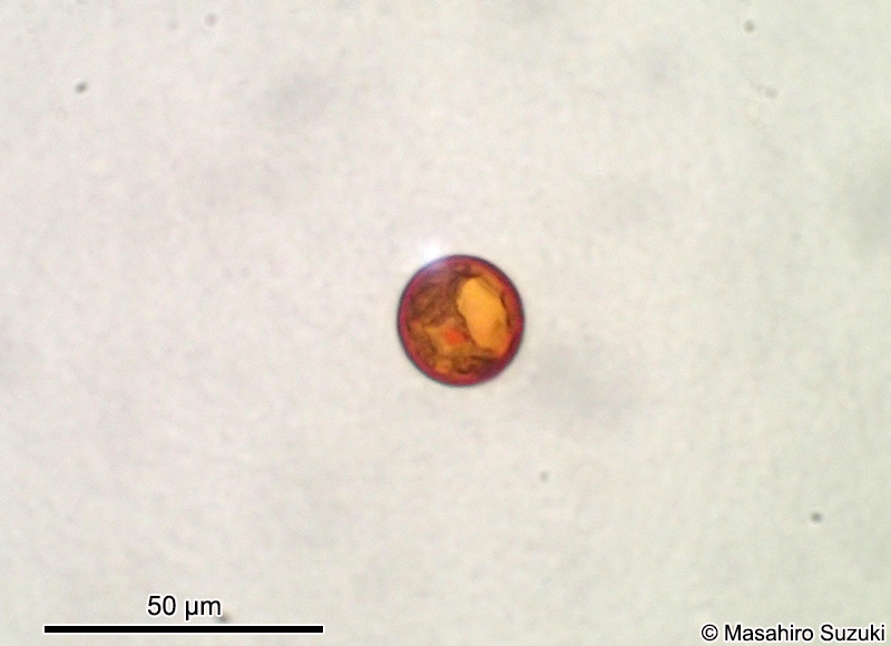 Trachelomonas volvocina