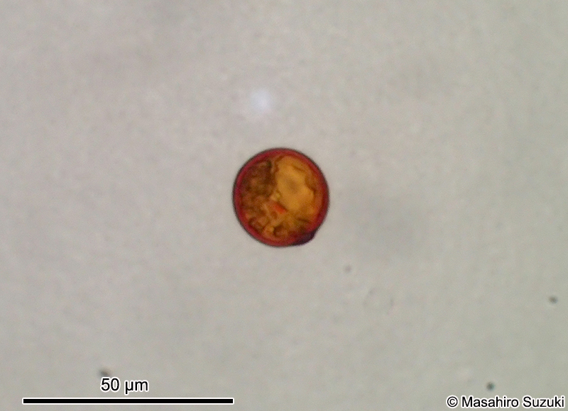 Trachelomonas volvocina