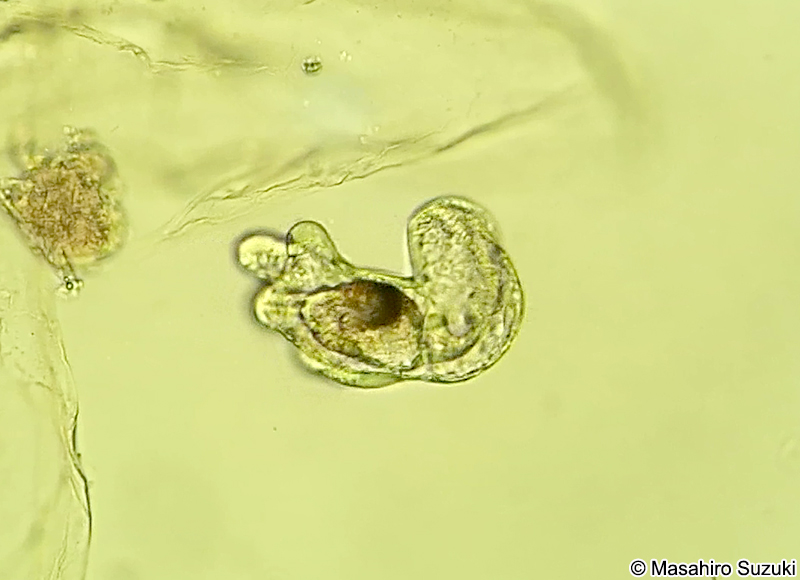アクチノトロカ幼生 Actinotrocha larva
