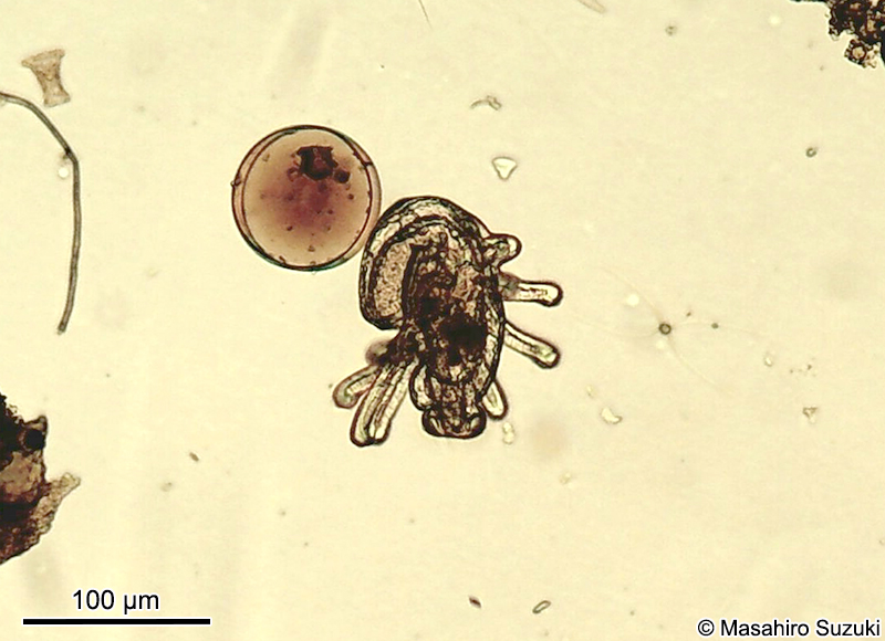 アクチノトロカ幼生 Actinotrocha larva