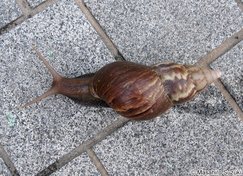 アフリカマイマイ Achatina fulica