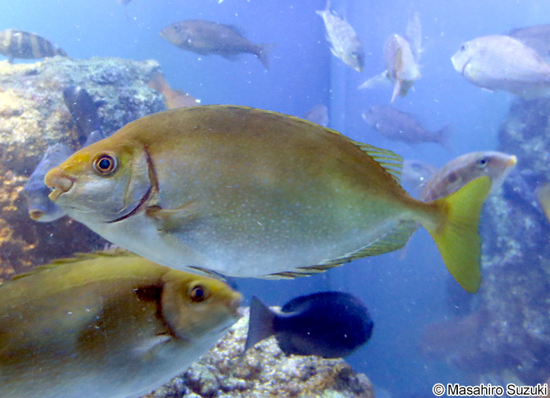 アイゴ Siganus fuscescens